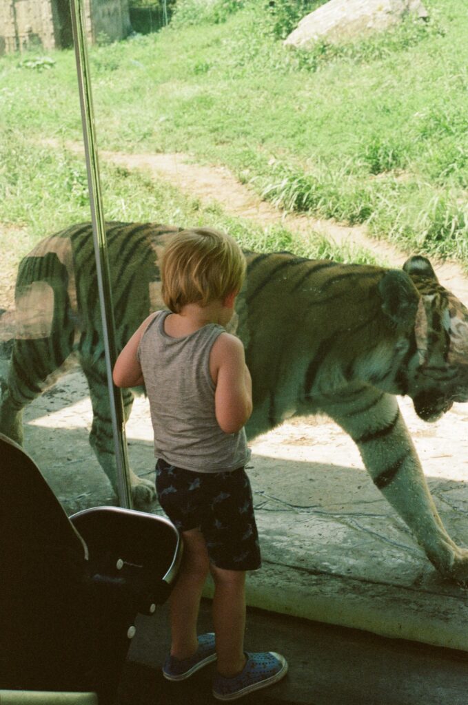 tiger henry doorly zoo family travels omaha nebraska family trip